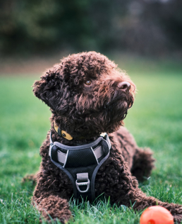 Puppy is lying on the grass