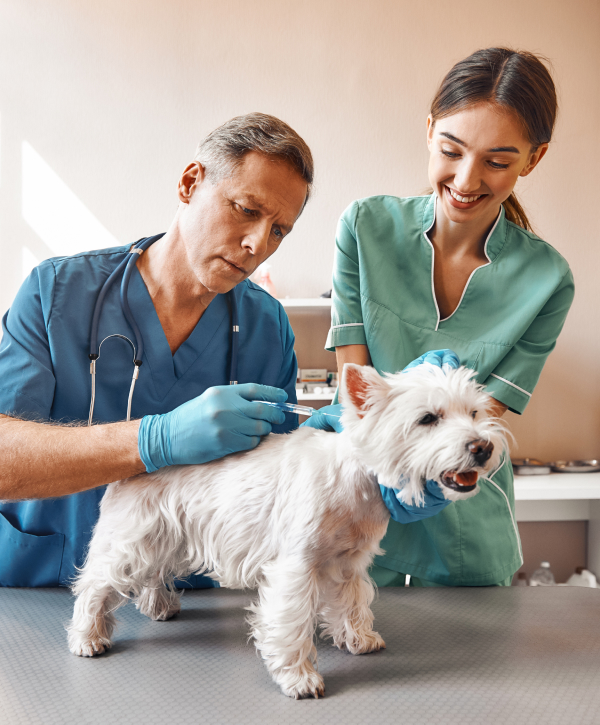 Veterinarians In-practice image