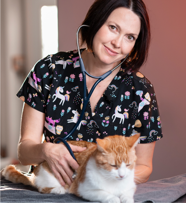 Veterinary is taking care for a cat